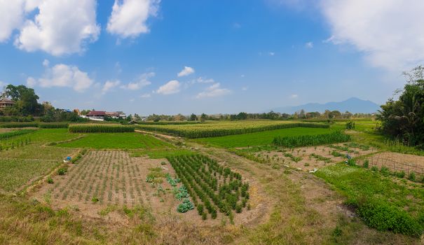 The landscape with farm and blue sky at Nan province, north of T