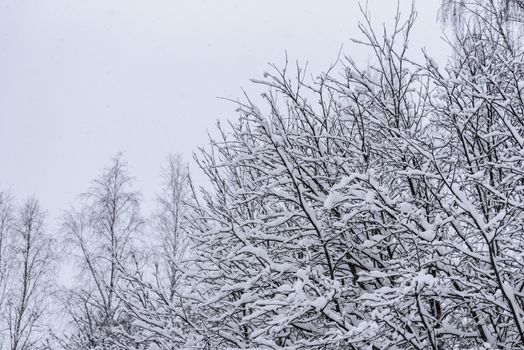 The tree has covered with heavy snow in winter season at Lapland