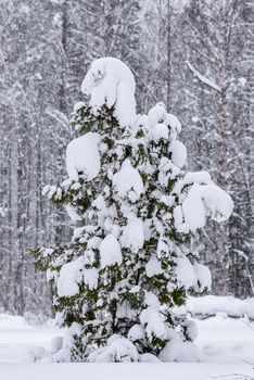The tree has covered with heavy snow in winter season at Lapland