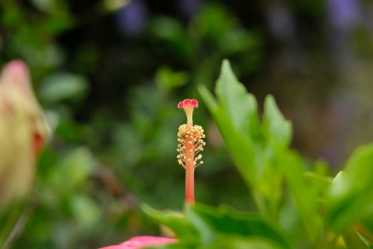 close view of hibiscus flower pistil