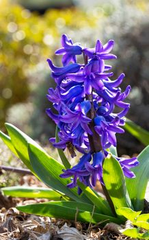 Common Hyacinth, Hyacinthus orientalis