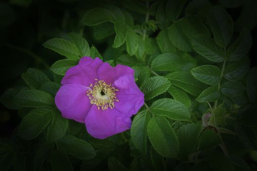 Lone flower Rosa nutkana 