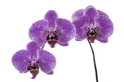  Flower orchids 