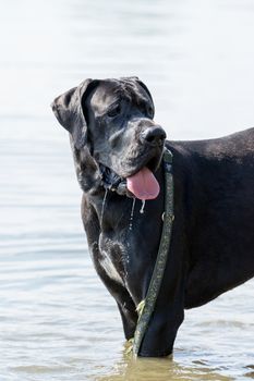  Great Dane dog with protruding tongue