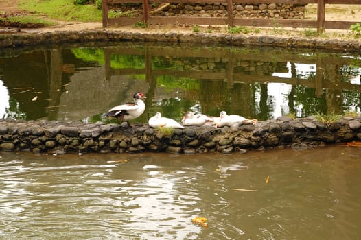 White Ducks at Santa Elena farm in Philippines