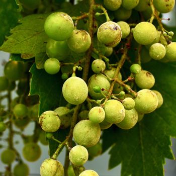 Close up of a grape bunch affected by powdery mildew. Grapevine powdery mildew is a perennial challenge grape growers face that can decimate crops if left unchecked, costing the industry hundreds of millions of dollars annually.