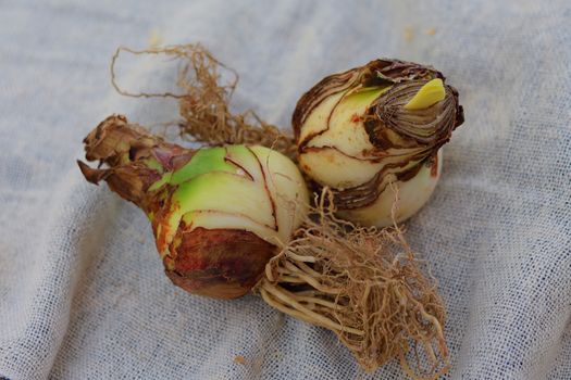 premium quality Amaryllis (Hippeastrum) bulb and garden accessories