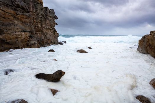 Fur seal comes ashore among wild seas big swells