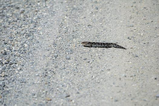 Lizard crossing the unpaved road in Australia
