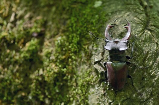 Stag Beetle Lucanus Cervus Male