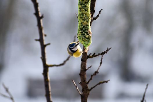 a blue tit, which feeds on the feeder