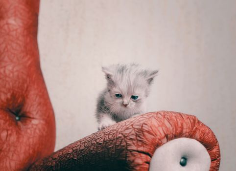 sad lonely blue-eyed kitten on the railing of a red sofa