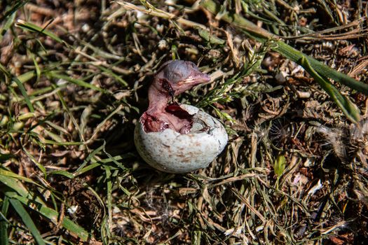 young bird breaks the eggshell to hatch