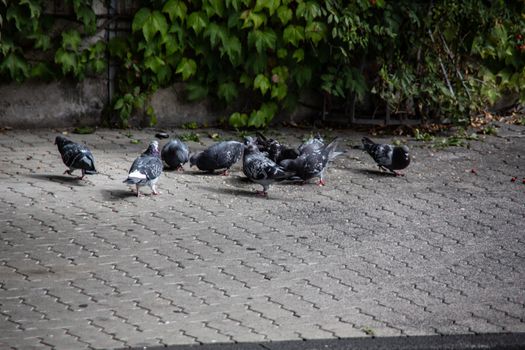 Wood pigeons peck on the sidewalk