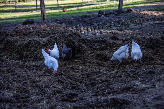 white chickens with a red comb peck on the dung heap