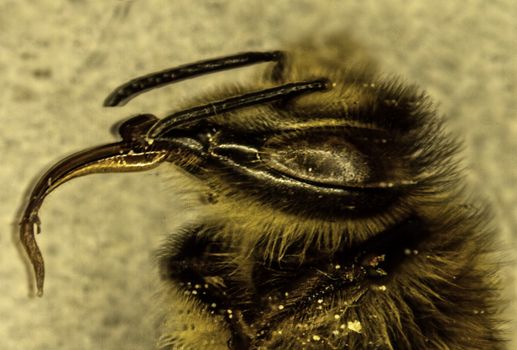 Compound eyes, antennae and proboscis of the honeybee