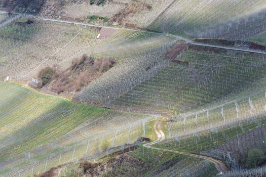 Winding road through vineyards