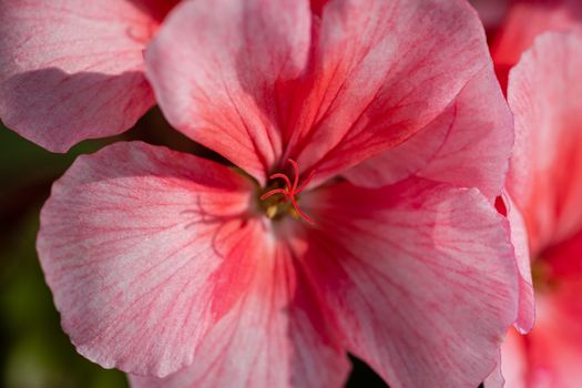 Beautiful pink color of flower petals Pelargonium zonale Willd. Macrophotography