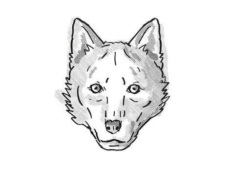 Red Wolf  Endangered Wildlife Cartoon Retro Drawing