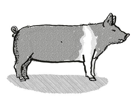 Hampshire Pig Breed Cartoon Retro Drawing