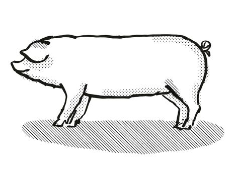 Welsh Pig Breed Cartoon Retro Drawing