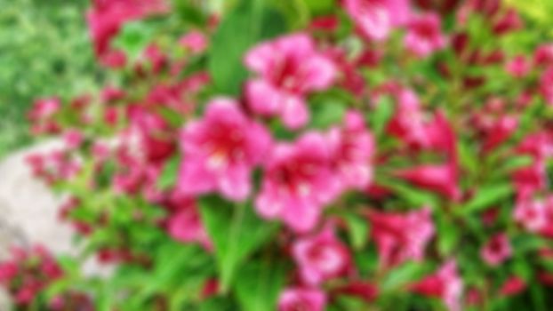 Creative theme of blooming flowers with a blurred background and