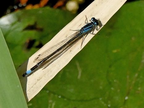 red-eyed damselfly sitting on a cattail leaf at a pond in German