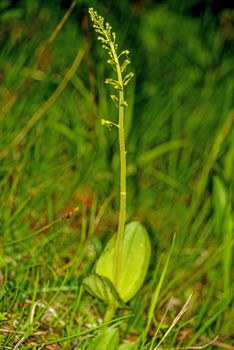Twayblade,  orchid of the German flora