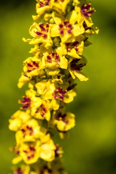 the black mullein medicinal plant with flower
