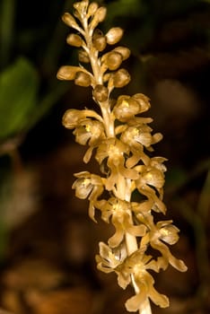 bird-nest orchid in Germany
