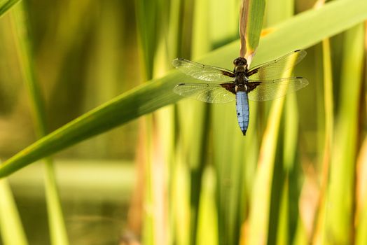 Broad-bodied chaser sitting on a leaf of a cattail
