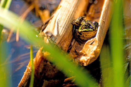  water frog in a moor reserve in Poland