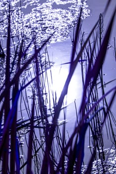 pond with cattail in blue moon light
