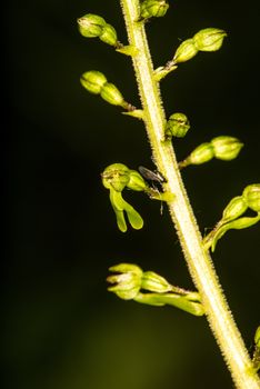 Twayblade,  orchid of the German flora