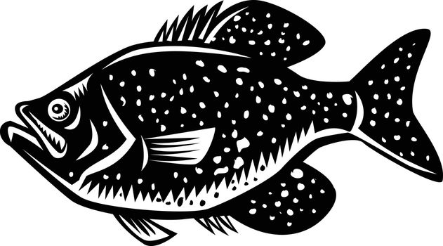 Crappie Fish Woodcut