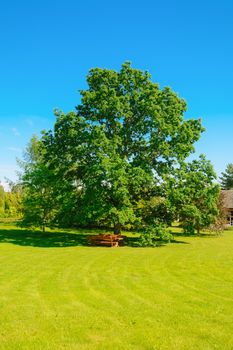 Big oak tree on the green lawn 