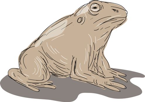 Toad Frog Sitting Side Drawing