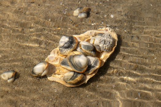 Common cockles, edible saltwater clams, underwater on seabed