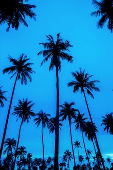 Palm tree in darkness with blue sky.