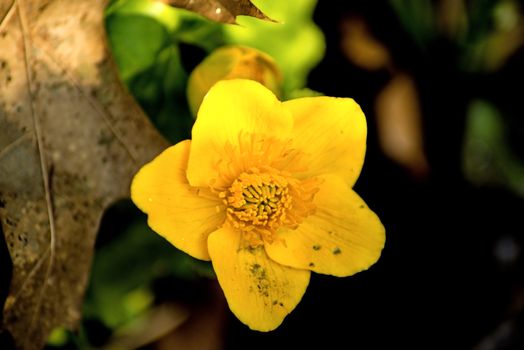 marsh-marigold, spring flower in Germany