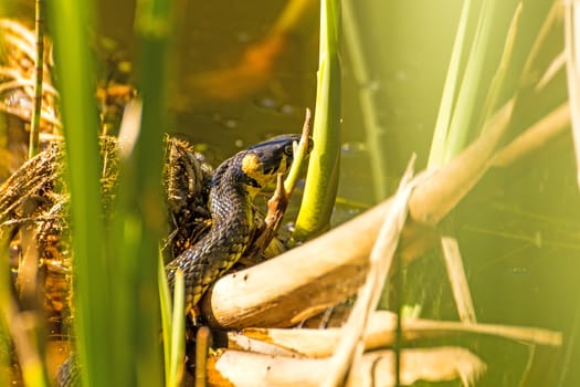 European grass snake in a moor lake in Poland
