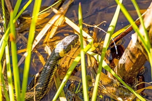 European grass snake in a moor lake in Poland
