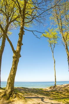 lonesome beach with trees and blue sky