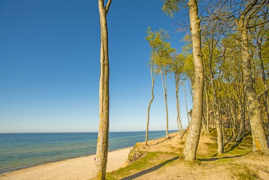 lonesome beach with trees and blue sky