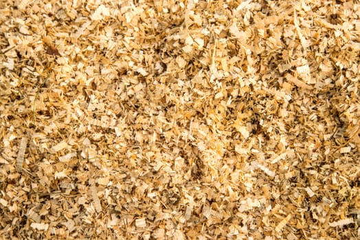sawdust on a forest floor