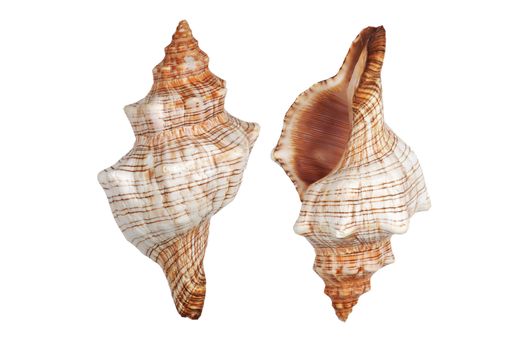 Two Conch shells on white background with clipping path