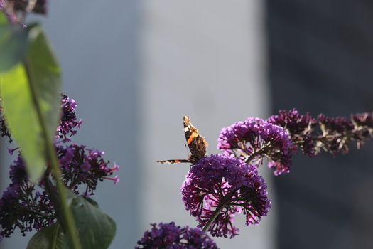 Nymphalidae,Admiral Vanessa atalanta butterfly on a lilac