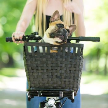 French bulldog dog enjoying riding in bycicle basket in city park