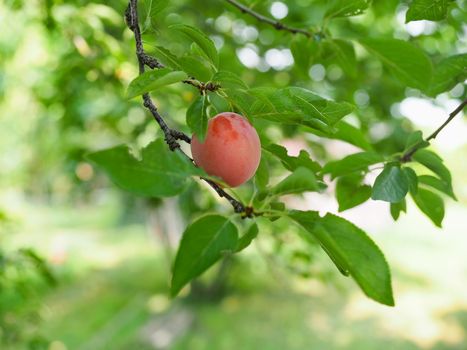 prune fruit food