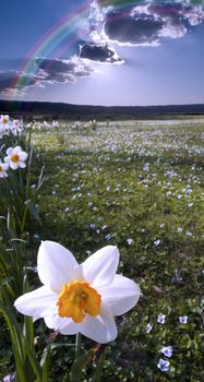 Narcissus field